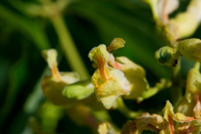 Aesculus flava - jírovec žlutý - květ detail
